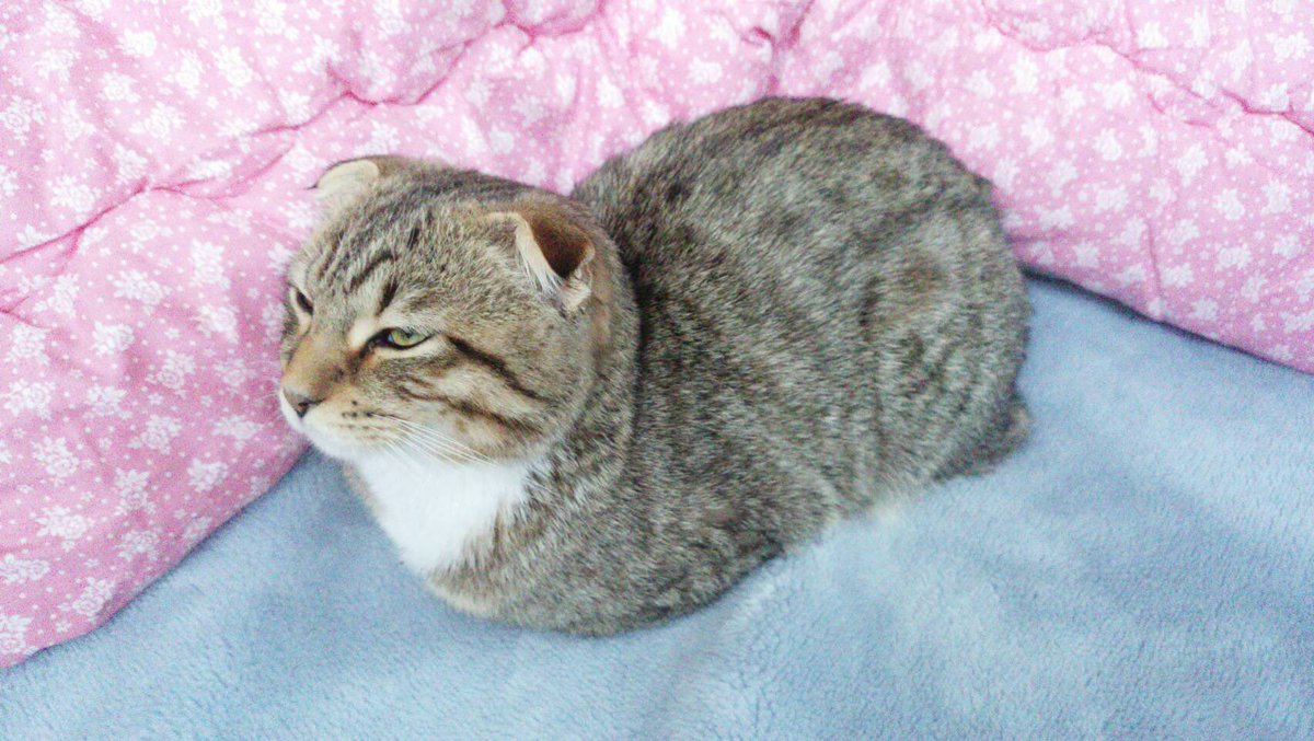 chiromodoki's tweet photo. #全日本おててないない猫選手権 https://t.co/PBfmTXFwCz