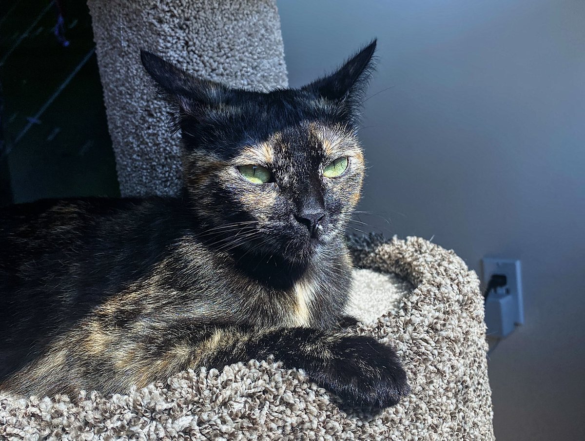 joeybirlem's tweet photo. u didnt ask but heres a cool picture of my cat https://t.co/Rej425iL58