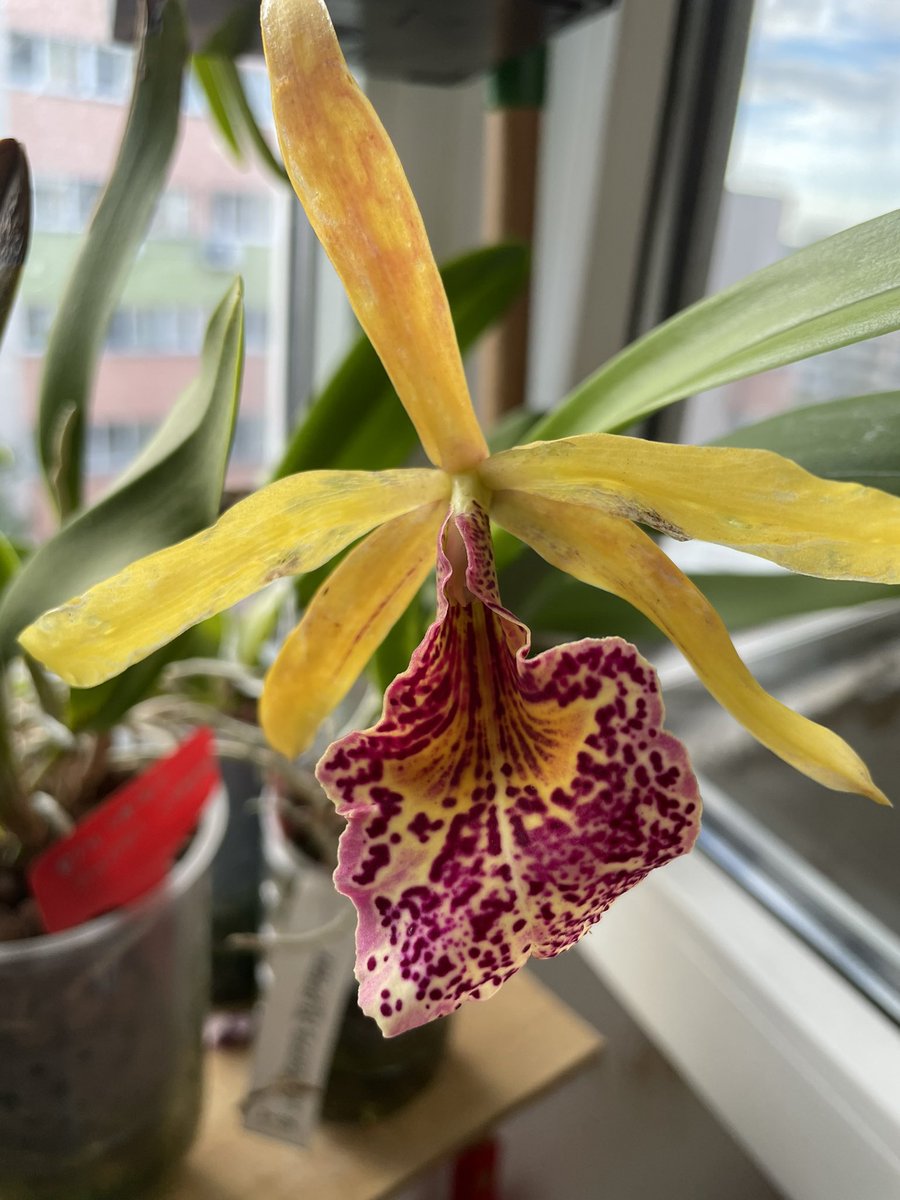 pisi_9's tweet photo. Bc. Keowee VI Galaxy #orchid #orchids #flower #Flowers  #NowInBloom https://t.co/ULwtJ96K8y