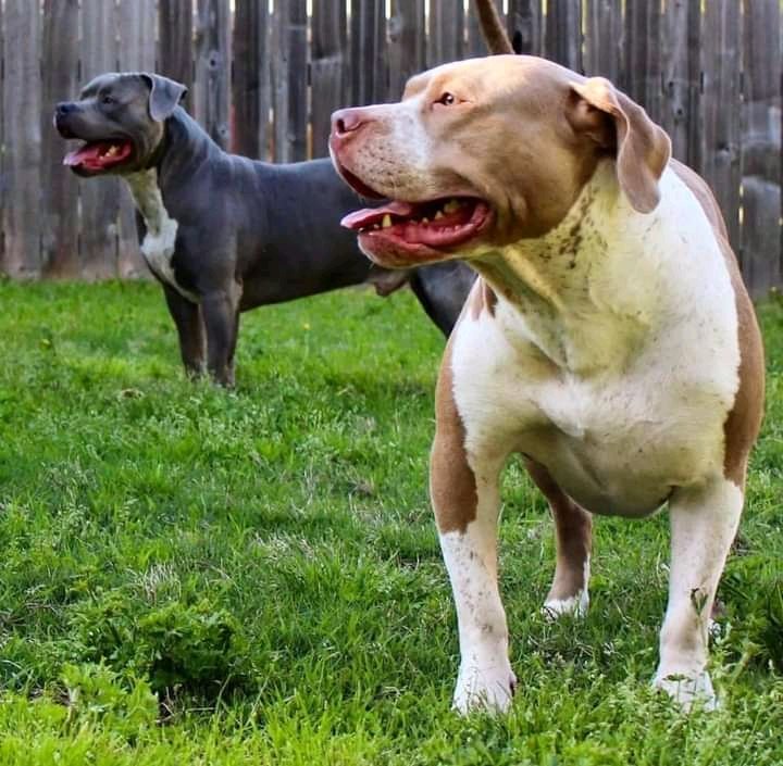 NginguSah's tweet photo. Pitbuls are not friendly dogs, take them away whilst you still can. 💔 https://t.co/oOOnWLIM9O