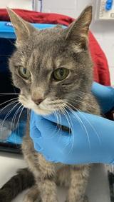 Darling oldie "Sola" from ACC NYC in #NewYork is safe! If I come by more info I'll share! 😺👏👍💞
Via NYC's DEATH ROW CATS
September 25 at 1:33 PM  · 
***SAFE 10/5/22***