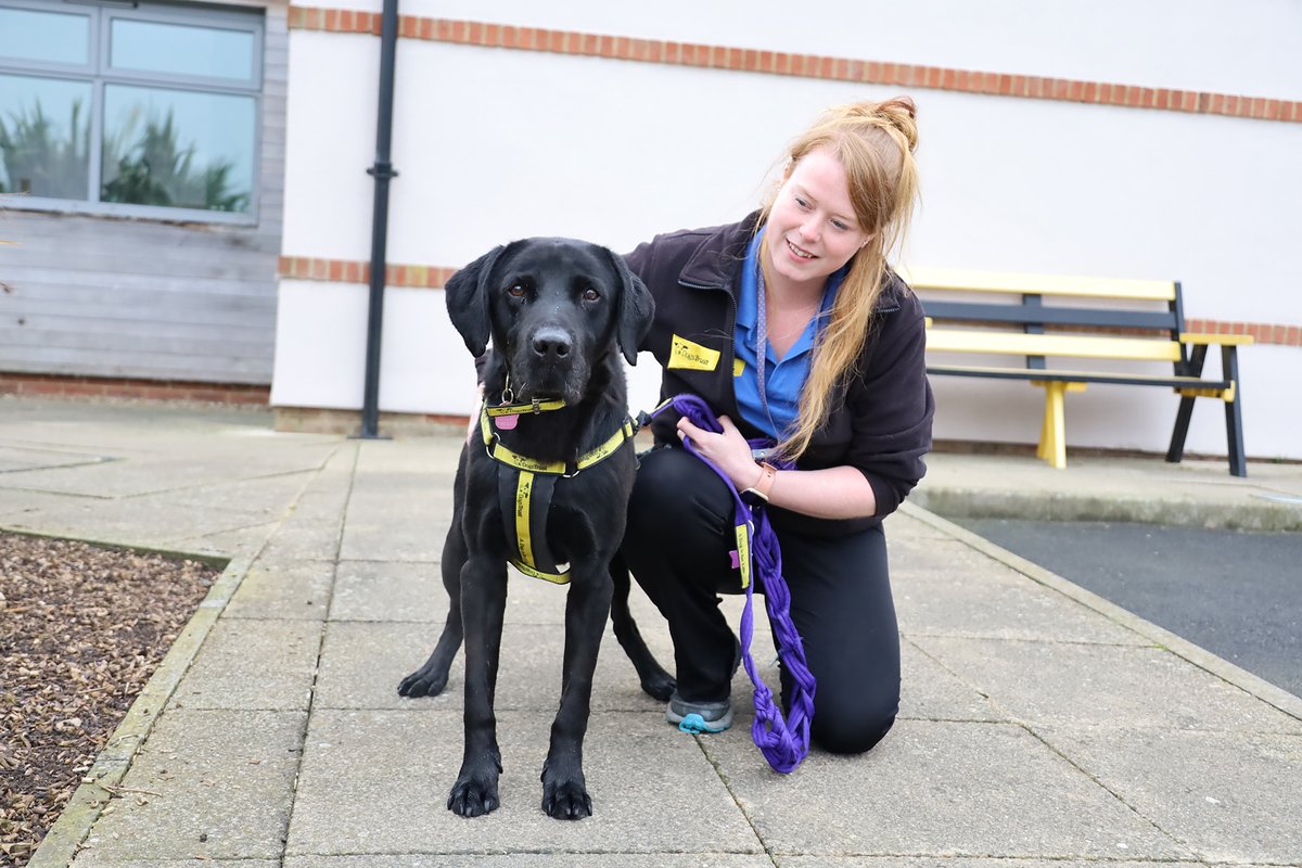 Dogs Trust Leeds tweet media
