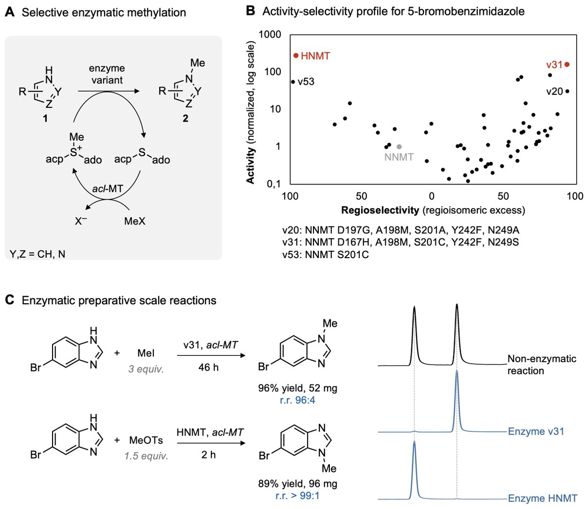Stephan Hammer (@stephan_hammer) on Twitter photo “Selective Biocatalytic N-Methylation of Unsaturated Heterocycles” now in <a href="/angew_chem/">Angewandte Chemie</a>. 🚀
Challenging C-N bond formations enabled by engineered enzymes. Congratulations <a href="/PipeOspi/">Felipe Ospina</a> <a href="/KaiSchuelke/">Kai_Schuelke</a> and team and thanks to <a href="/MarcGBQ/">Marc Garcia-Borràs</a> and @SeebeckLab <a href="/unibielefeld/">Bielefeld University</a> <a href="/CeBiTec/">CeBiTec</a> “Selective Biocatalytic N-Methylation of Unsaturated Heterocycles” now in <a href="/angew_chem/">Angewandte Chemie</a>. 🚀
Challenging C-N bond formations enabled by engineered enzymes. Congratulations <a href="/PipeOspi/">Felipe Ospina</a> <a href="/KaiSchuelke/">Kai_Schuelke</a> and team and thanks to <a href="/MarcGBQ/">Marc Garcia-Borràs</a> and @SeebeckLab <a href="/unibielefeld/">Bielefeld University</a> <a href="/CeBiTec/">CeBiTec</a>