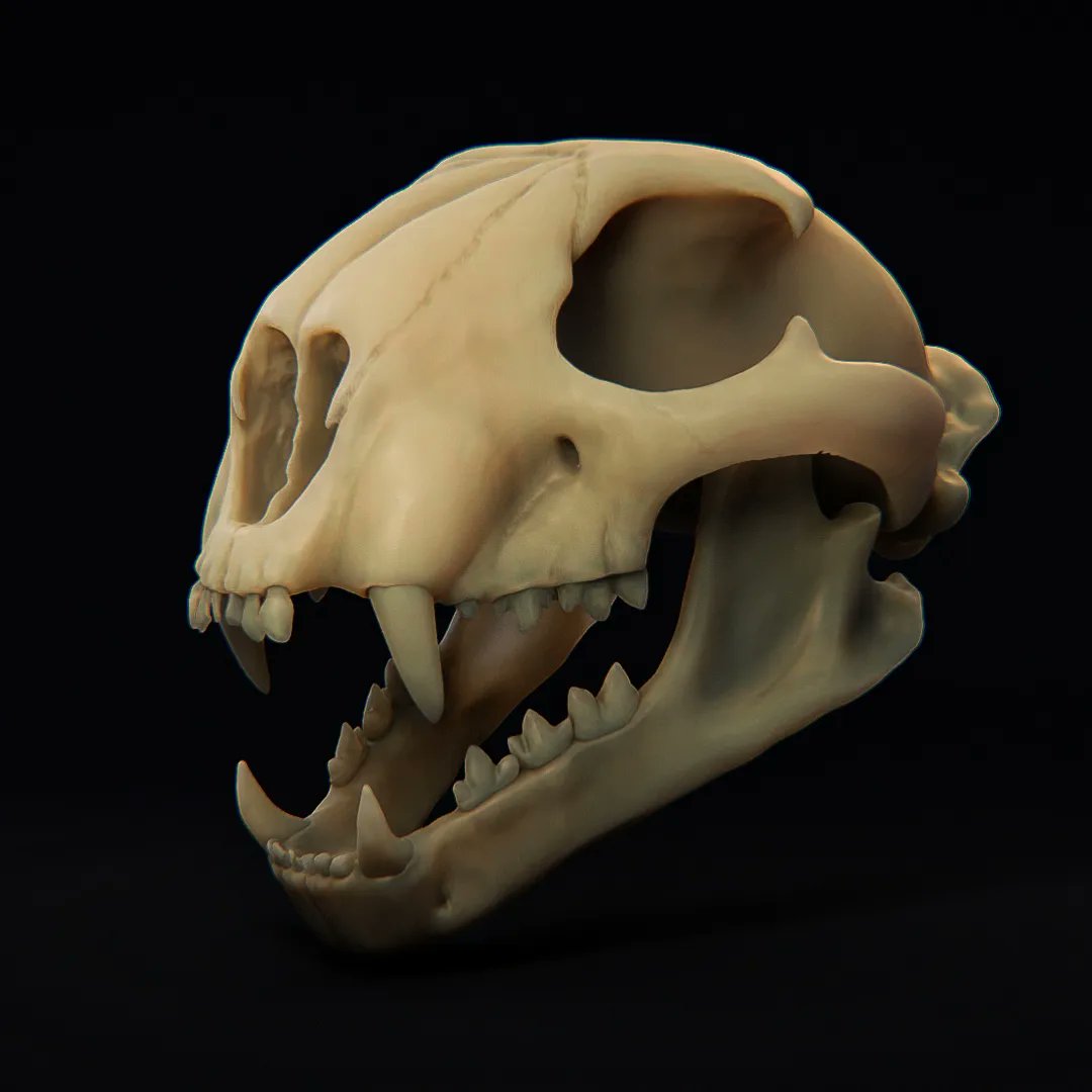 Chris94Phillips's tweet photo. Cheetah Skull Sculpt.
I've been working on improving my sculpting from reference lately so expect a few more things like this.
This is unfinished. #zbrushsculpt #zbrush #blender3d #blender #skull #cheetah #cheetahskull #animal #bigcat #Render #quicksculpt https://t.co/unzhrUXVrs