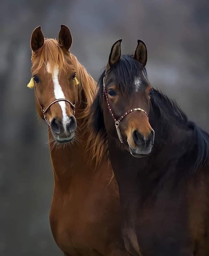و ما شوقٌ و إن زُعِمَ اشتياقٌ
كشوقِ لقاكَ في جناتِ خلدِ .