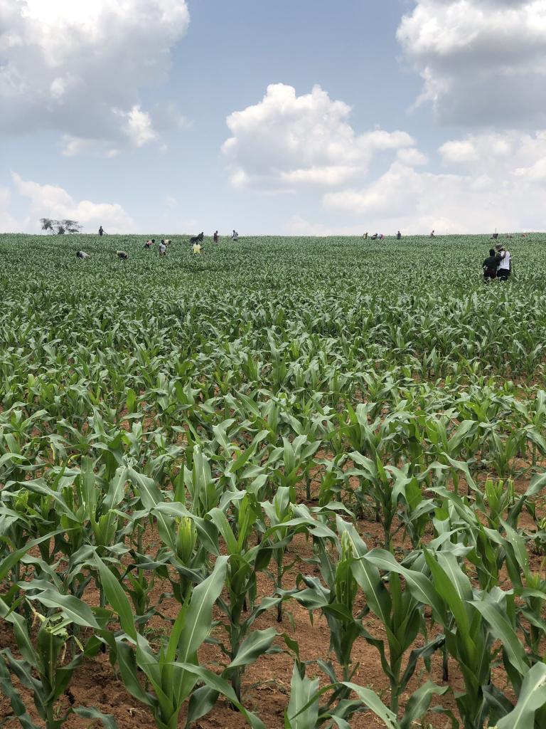 Farming needs capital, management, markert,