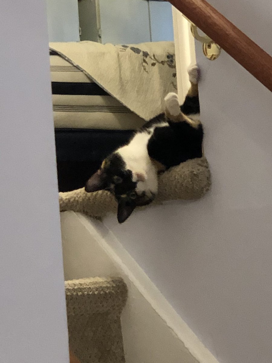 St_Mahoney's tweet photo. @legendmoon626 Not my kitty but I love her and this pic always makes me laugh https://t.co/rEnBQ9wZqb