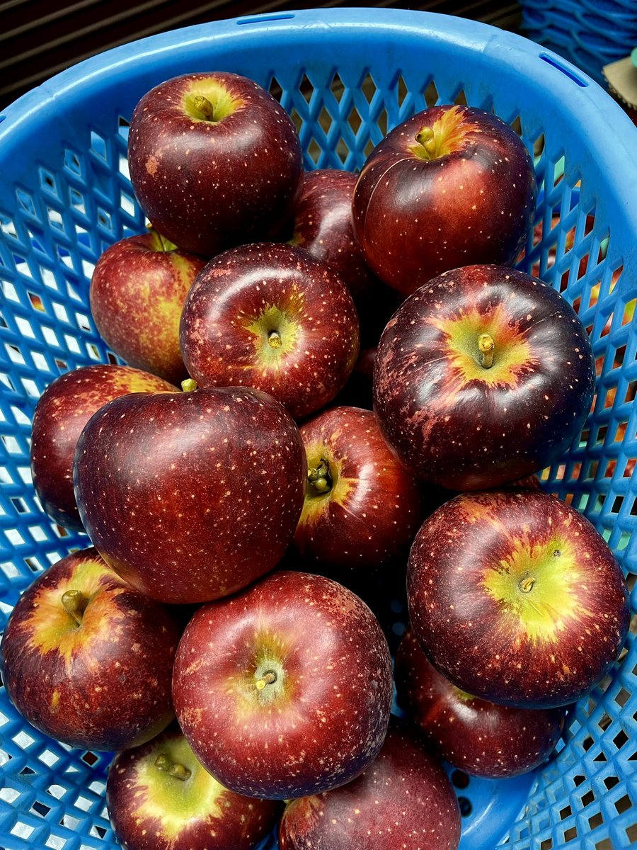 obuseapple's tweet photo. 小玉ちゃんサイズのりんごは🍎
果肉もシャキッと美味しく日持ちが良い。　1日1個のりんご🍎の季節になりました。 https://t.co/CzC2EY3uRb
