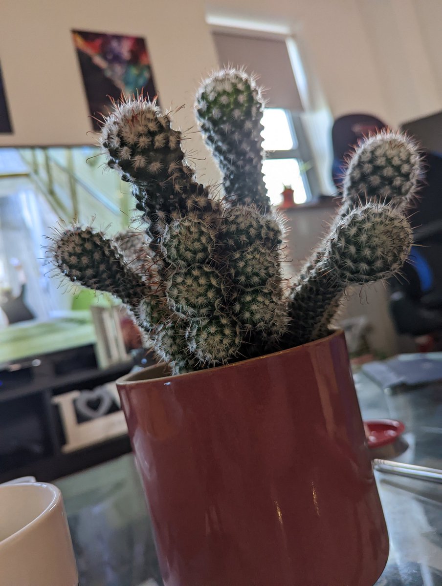 If someone could tell me wtf is wrong with my cactus that would be grand 

#cactus #plant #wtf #mutants #prick