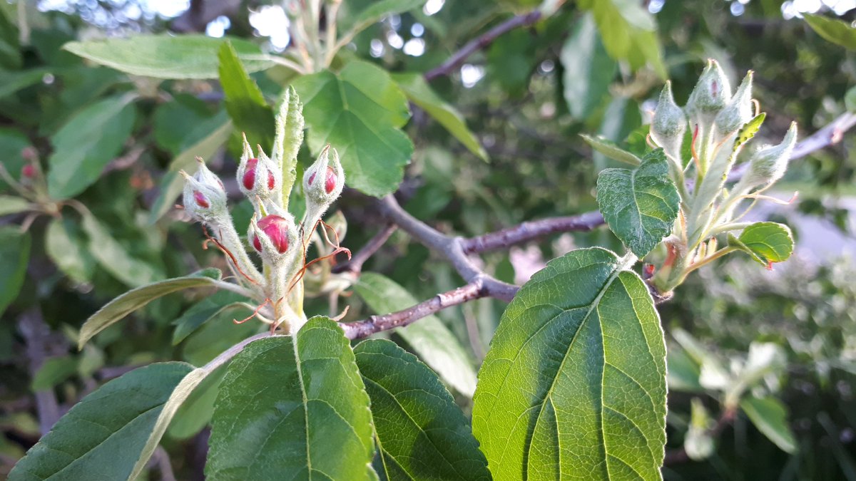 Dave_Trim's tweet photo. Maybe I did remember right and my #SlowTwitter sppring tree will have flowers but they come after the leaves. I hope so. https://t.co/YMwNmS9Bro