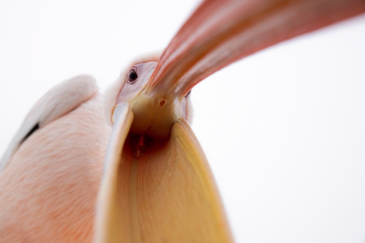 ryandyar's tweet image. Fuckin’ wild Pelican trying to eat me on the South Western coast of Africa.