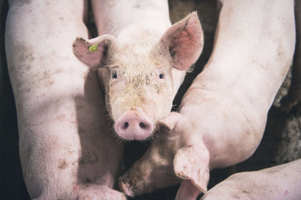 Atria haluaa kaikki sikatilat antibioottivapaaseen tuotantoon.  Konkreettisena tavoitteena on, että kaikki Atrian sikatilat ovat laadukkaan antibioottivapaan tuotantomuodon piirissä 3 vuoden sisällä. Lue lisää: bit.ly/3yndn4v #antibioottivapaa #maailmanpuhtain
