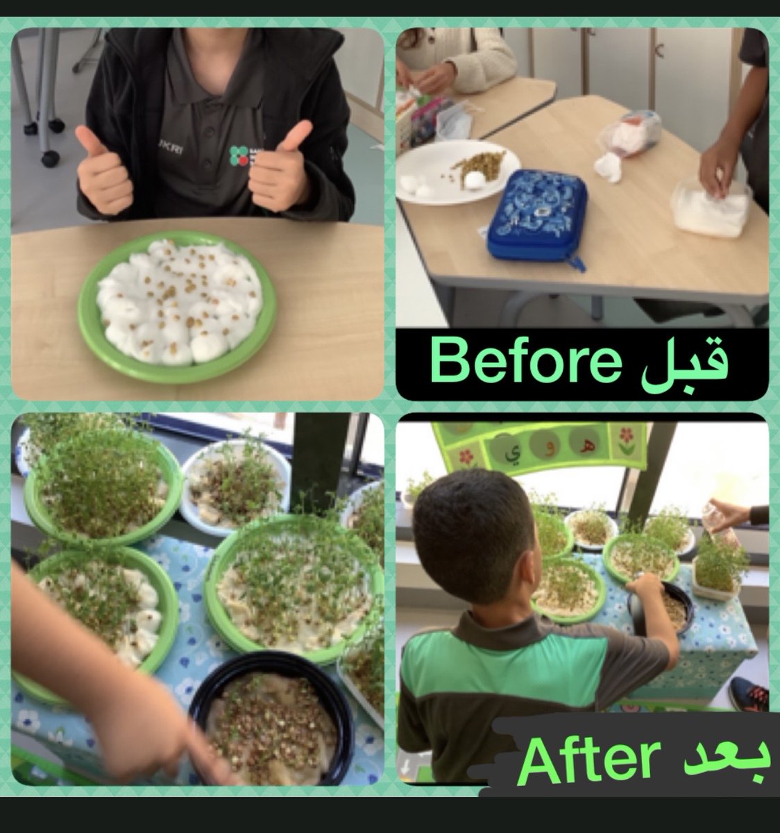 في صف اللغة العربيّة 
تعزيزًا لوحدة صديقتي الطّبيعة زرعَ تلاميذ الصف الخامس العدس  بحماسة و سعادة في الصف، ليتعرّفوا على أهمّيّة العناية بالنباتات.