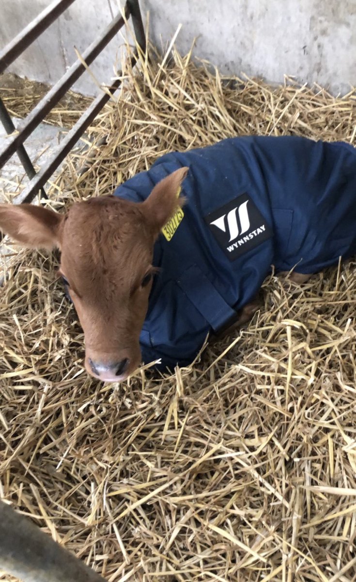 Now the weather is cooling down, are you aware of cold stress in calves?
-Lower critical temperature is 15•C 
-Calves will put energy into keeping warm rather than growth
Minimise the risk by
-Calf coats
-increased solid intakes 
-Good bedding 
- Minimise draughts 
#teamcalf