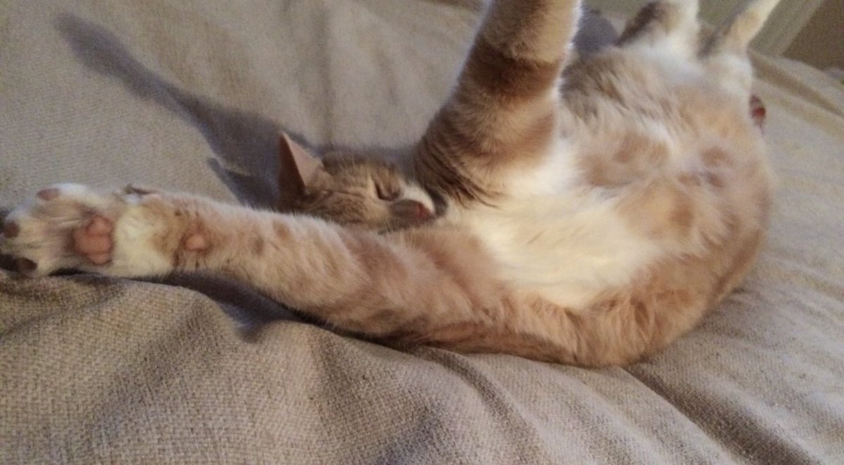 Ollie’s efforts to join in  #jellybellyfriday are paying off.