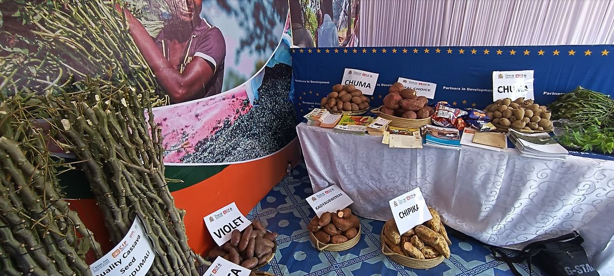 EU in Malawi 🇪🇺 (@euinmalawi) on Twitter photo Min. of Agric,Honourable Lobin Lowe, visited Team Europe pavilion @ the 18th National Agriculture Fair. “With the right support smallholders hold the future of food systems transformation in Malawi, said Ivo Hoefkens, EU Head of Cooperation 
<a href="/Flanders_DFA/">Flanders DFA</a> <a href="/IrlEmbMalawi/">Ireland in Malawi</a> <a href="/giz_gmbh/">GIZ</a> Min. of Agric,Honourable Lobin Lowe, visited Team Europe pavilion @ the 18th National Agriculture Fair. “With the right support smallholders hold the future of food systems transformation in Malawi, said Ivo Hoefkens, EU Head of Cooperation 
<a href="/Flanders_DFA/">Flanders DFA</a> <a href="/IrlEmbMalawi/">Ireland in Malawi</a> <a href="/giz_gmbh/">GIZ</a>