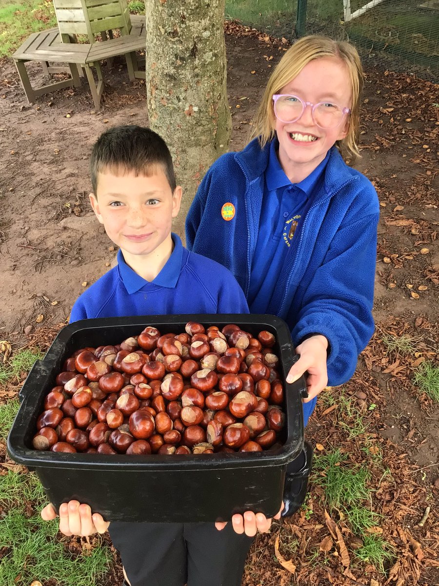 walton_primary's tweet photo. A&amp;A collected most of the conkers from our Horse-chestnut. We estimated how many, sorted into 10’s by counting in 2’s. Total of 594! We will compare with next year @NatForestCo @WoodlandTrust @Global_Ed_Derby #mathsinnature @Muddyfaces #jtmatwellbeing https://t.co/26ZgL5pp5L