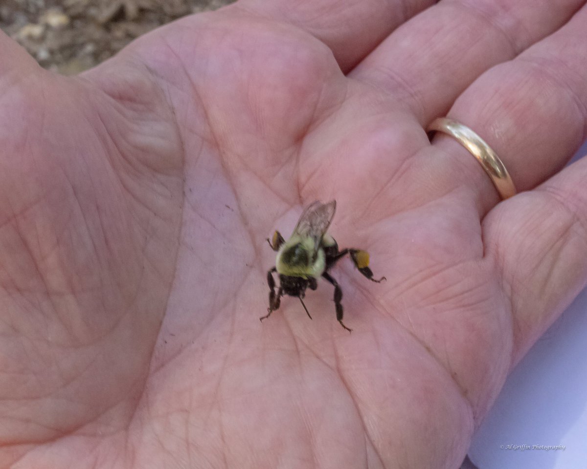 AlbertGriffin10's tweet photo. @DavidMariposa1 #mybee #abeeinthehand https://t.co/10CE94JC8G