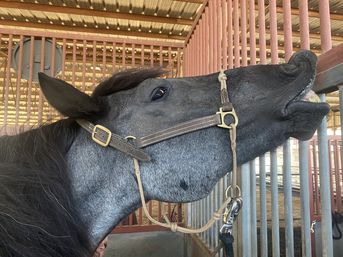 fortworthherd's tweet photo. Happy FRI-YAY from Vaquero!
Heβs quite the character, isnβt he? https://t.co/kuEcqhwnML