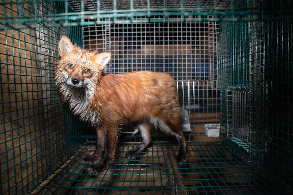 Toda una vida de sufrimiento: encerrados, mal alimentados, obligados a reproducirse y en muchas granjas son despellejados vivos, según los peleteros para que la piel se desprenda mas fácil...
Podemos evitarlo no usándolas y fomentando conciencia sobre el uso de estas mismas.