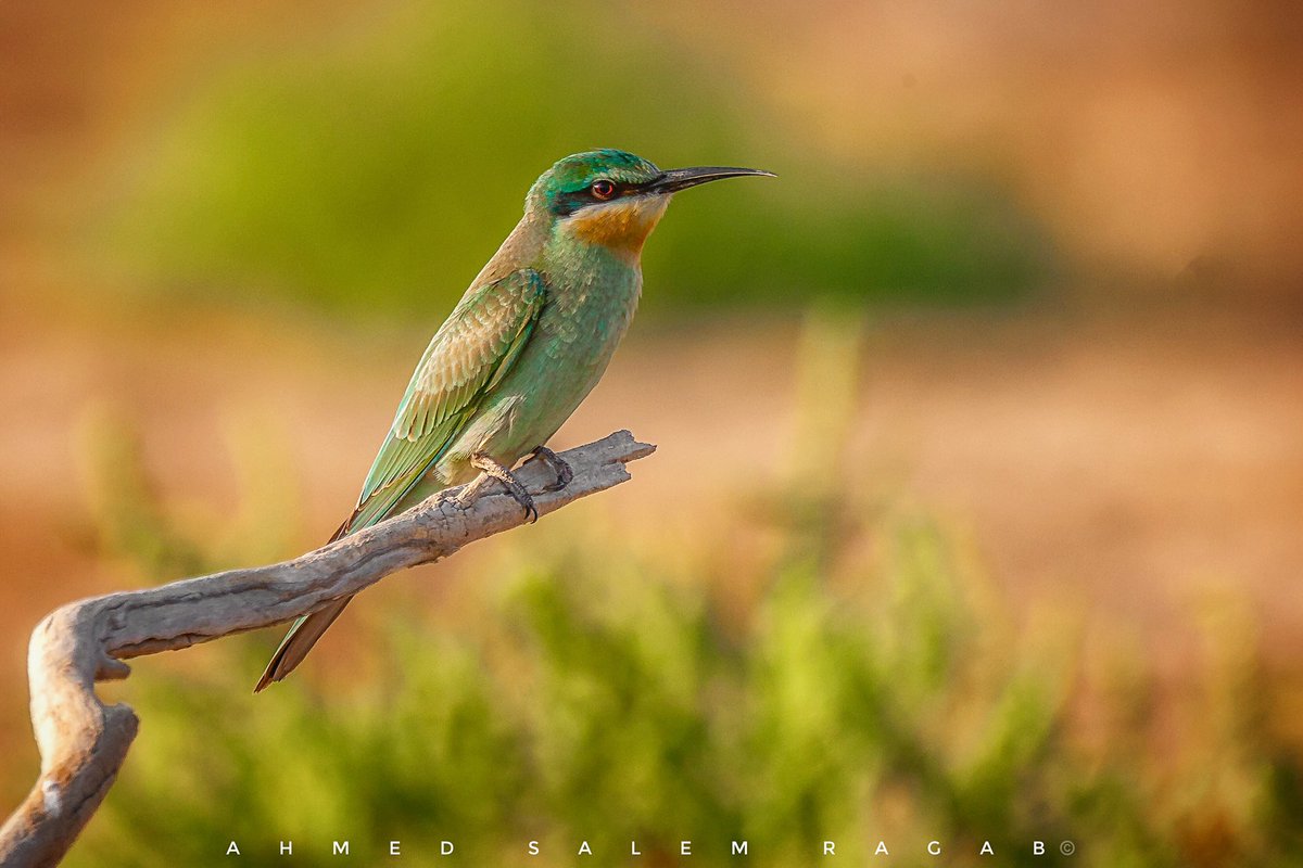 The blue-cheeked bee-eater (Merops persicus) is a near passerine bird in the bee-eater family, Meropidae. It breeds in Northern Africa, and the Middle East from eastern Turkey to Kazakhstan and India. #Kuwait #birdphotography #birdwatching #birdoftheyear2022  #wildlifephotography