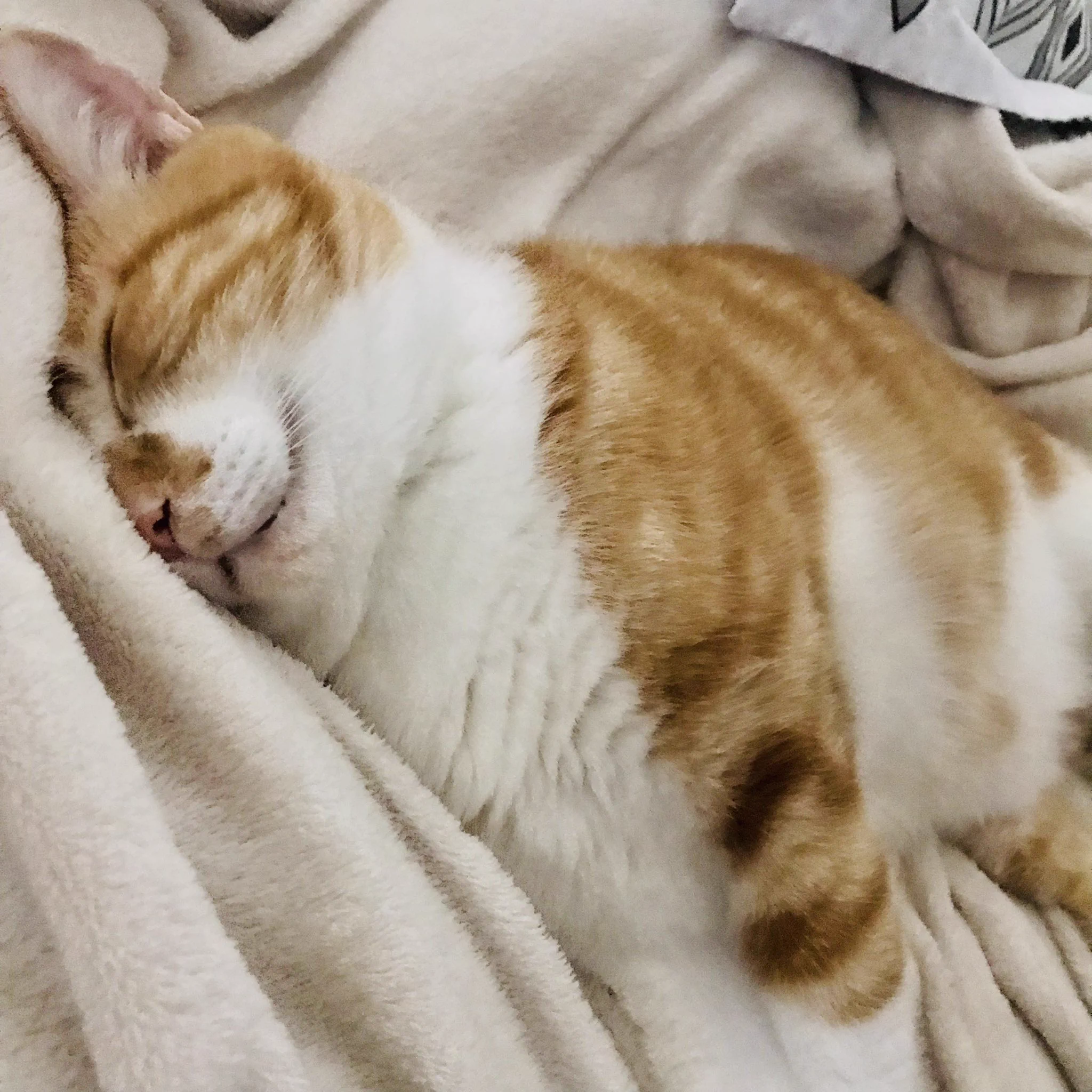 @kyuryuZ わかりみ
4枚目は一応美猫だよと猫のメンツのために(   ^ω^) 