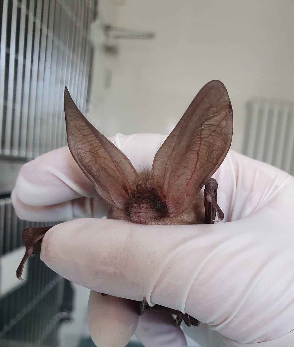 Harry Rust - Bat Scientist tweet media
