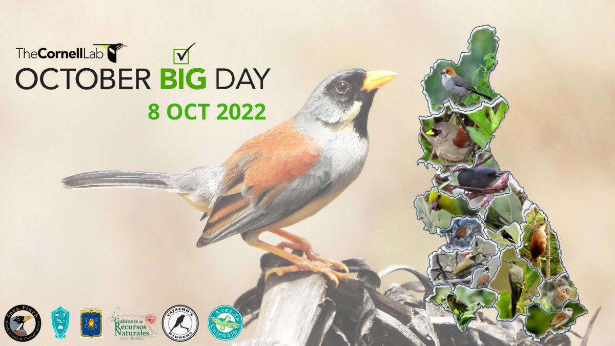 Alejandro781101's tweet photo. Mañana es el October Big Day. Todos Unidos por las Aves. San Miguel, Chota, Cajamarca, Jaén, Celendin. 😎😎😎

#incafinch https://t.co/kSVo6pFfuj