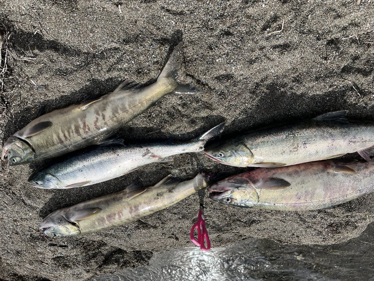 kanaru_fishing's tweet photo. 今シーズンのアキアジ最終戦
6日12時〜18時で4本
7日5時〜12時で5本
恵まれた釣行になりました。
#アキアジ
#鮭釣り
#EndoCraft https://t.co/ngdZOeFZvy