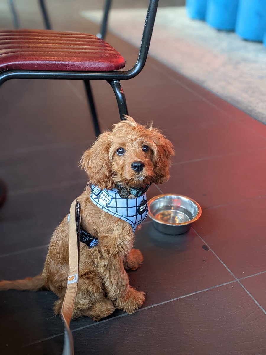 HVR_Heather's tweet photo. @BrewDog pick me, pick me! here are some pictures of our pretty pup Willow 🐶 just four months old she's already been to your brew dog HQ in Scotland 🏴󠁧󠁢󠁳󠁣󠁴󠁿 (pic 4) https://t.co/bI8DPRCjui