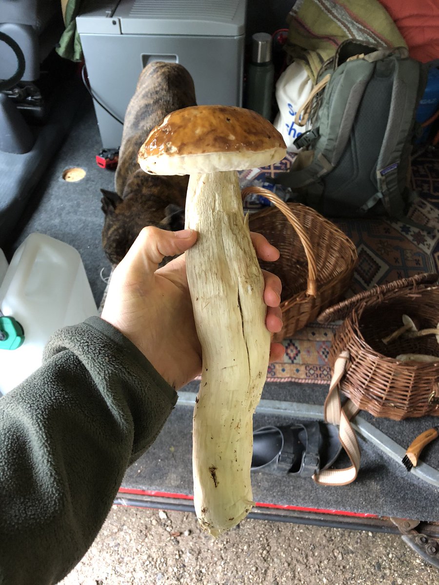 AlexRob56727718's tweet photo. @johnmushroom have you ever seen a Cep like this? https://t.co/l4SKaXpFeH