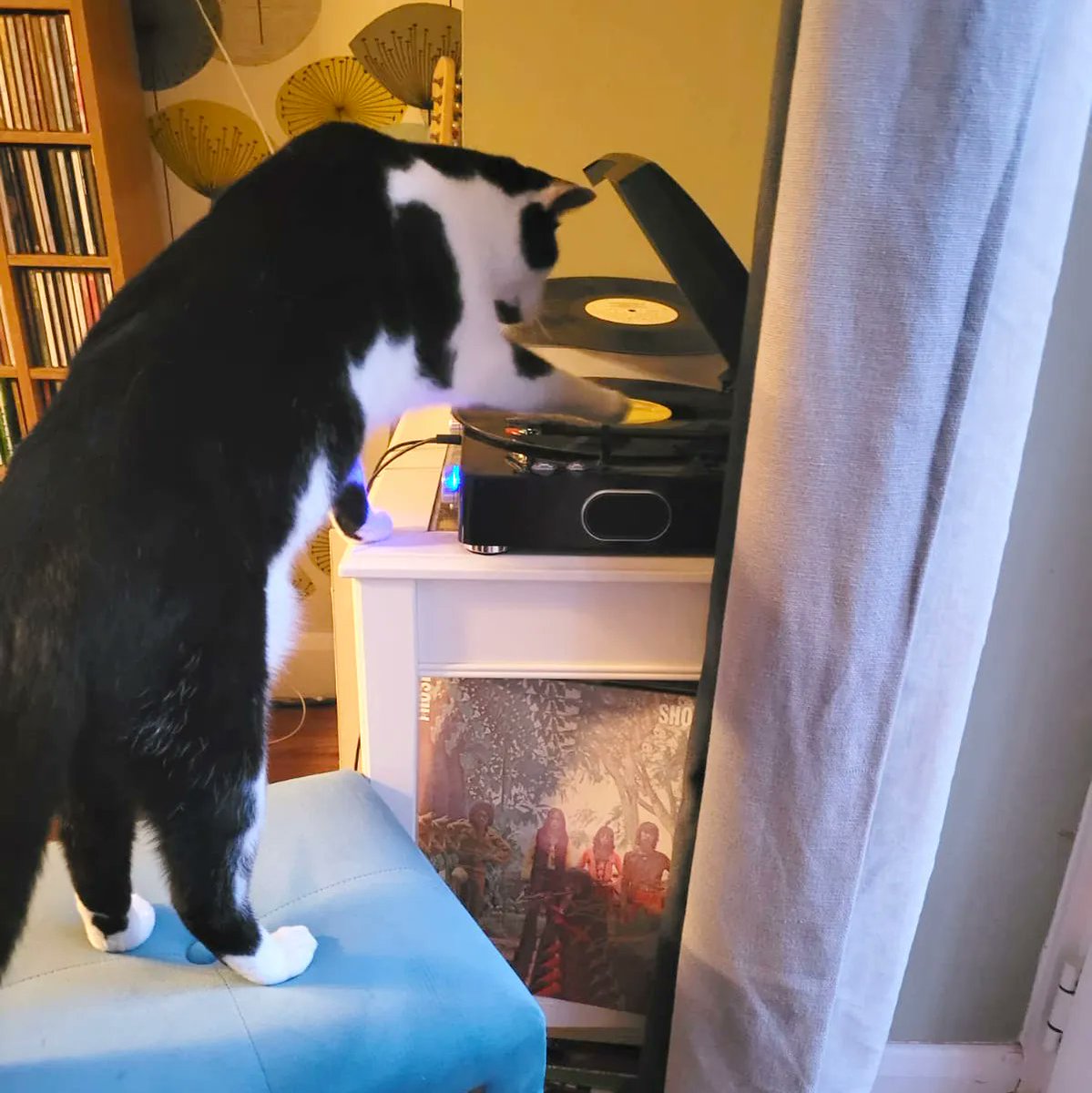 ComedyPetPhoto's tweet photo. Get some tunes on... it's FRIDAY...Hit it!
Credit: Caroline Hart
@emmamilnethevet  @katehumble @sullamphoto @ElkeVogelsang @AFPetinsurance  @_WAHF #funnycat  #catoftheday #cutecats #funnycats #catsoftwitter #catsrule #catsworld #lovemycat #catphoto https://t.co/xFjRGKNauB