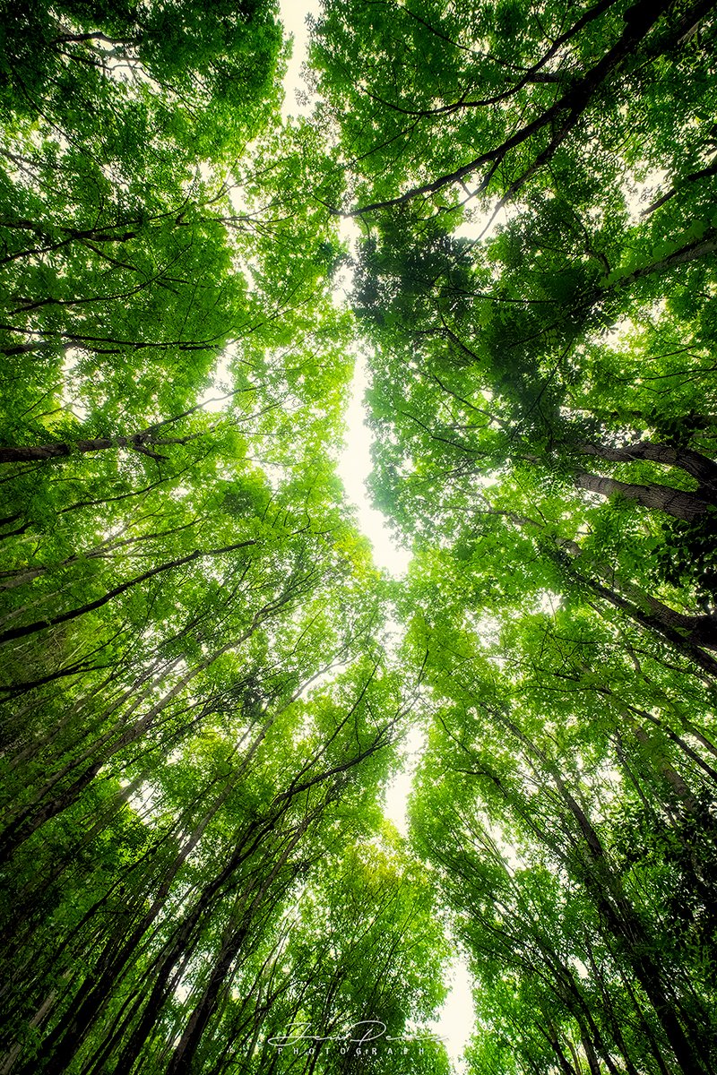 JenCPerez's tweet photo. Mahogany Rainforest
Philippines
#TCCForests #TheCapturedCollective #IRLPhotography #ThePhotoHour #naturephotography #outdoorsphotography https://t.co/qYiCzd2kvh