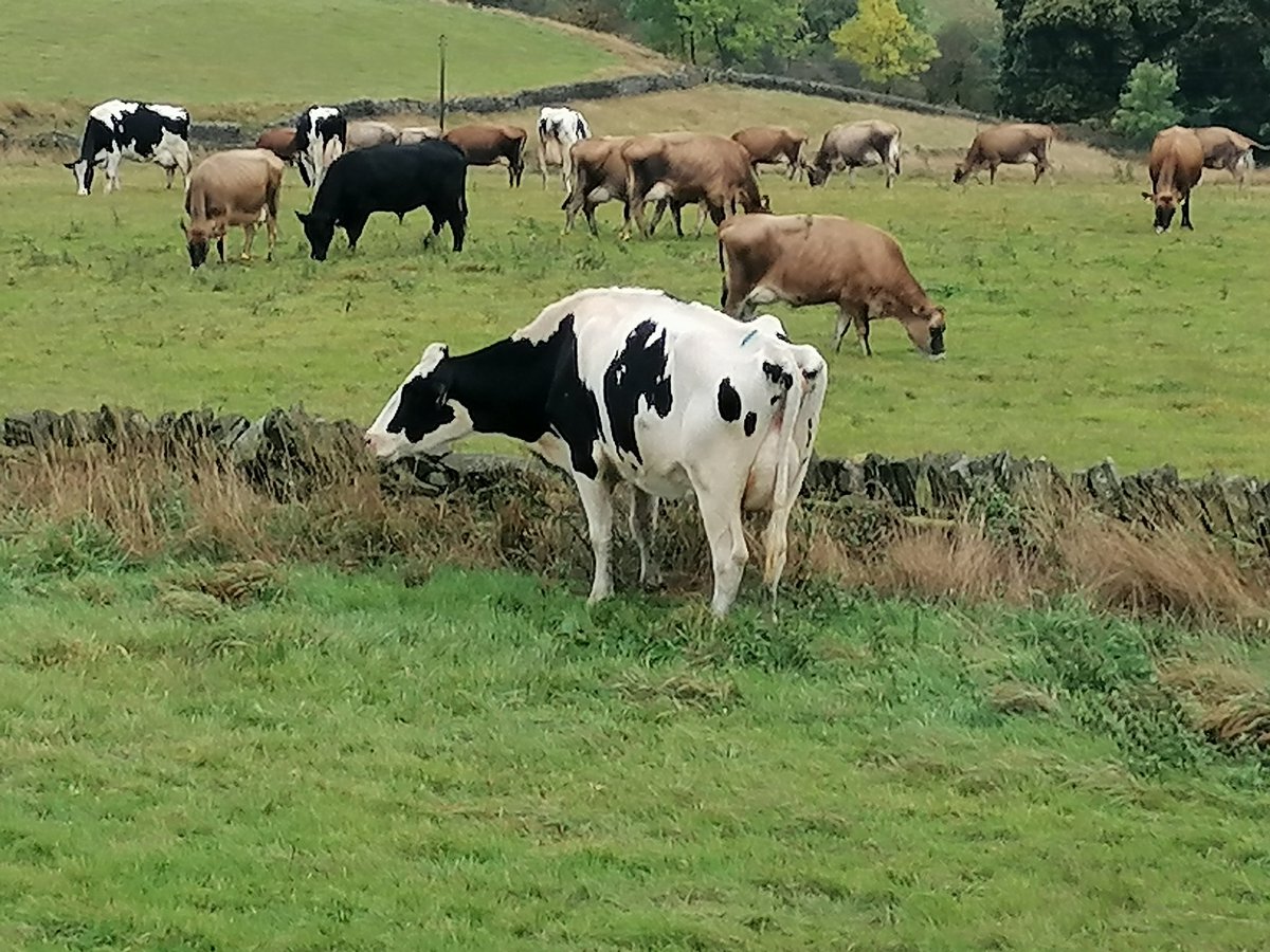 ChimeraBondage On Twitter The Old Wife s Tale That Cows Lay Down When Chimerabondage on twitter the old wife s tale that cows lay down when