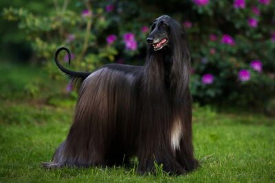 DailyDog24's tweet photo. Daily dog #80 https://t.co/YKpQ9dz2xp