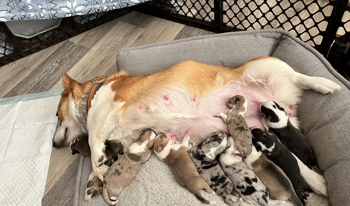 Breakfast is served 🥛 #corgicrew #corgi #puppies