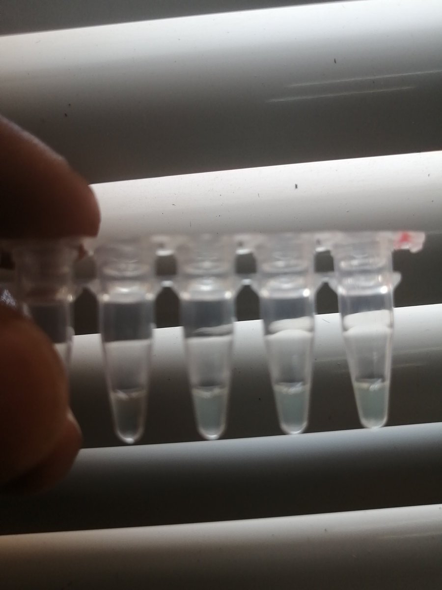 pchigwe's tweet photo. My first #LAMP assay! Excited! https://t.co/mQh0kmOY7R
