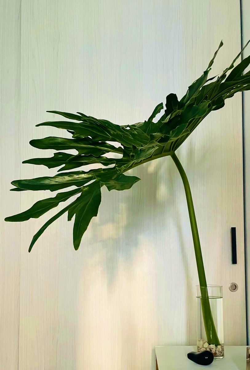 Les voy a pantallar esta belleza de tallo, me alegra las mañanas ☀️