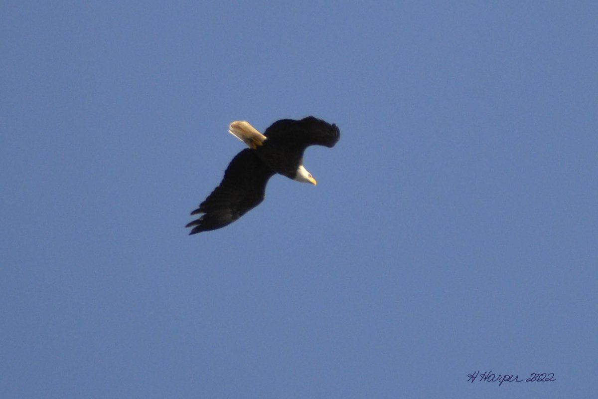 Beautiful birds. #baldeagle #Duck #gull #killdeer #birds #NaturePhotograhpy #nature