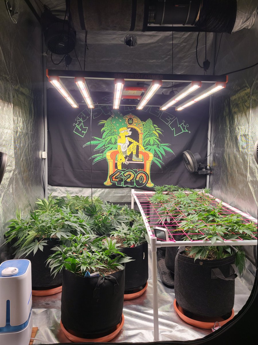 Have come a long way from the lil seedling I last posted 🌱😍 Can't wait to flip these babies to flower💚

#blazingjanes #captainredbeardseeds #tinosgenetics #pizzagang #inhousearmy  #inhousegenetics #oneworldoneplant #femalegrowersshowcase #womenwhogrow  #womensupportingwomen