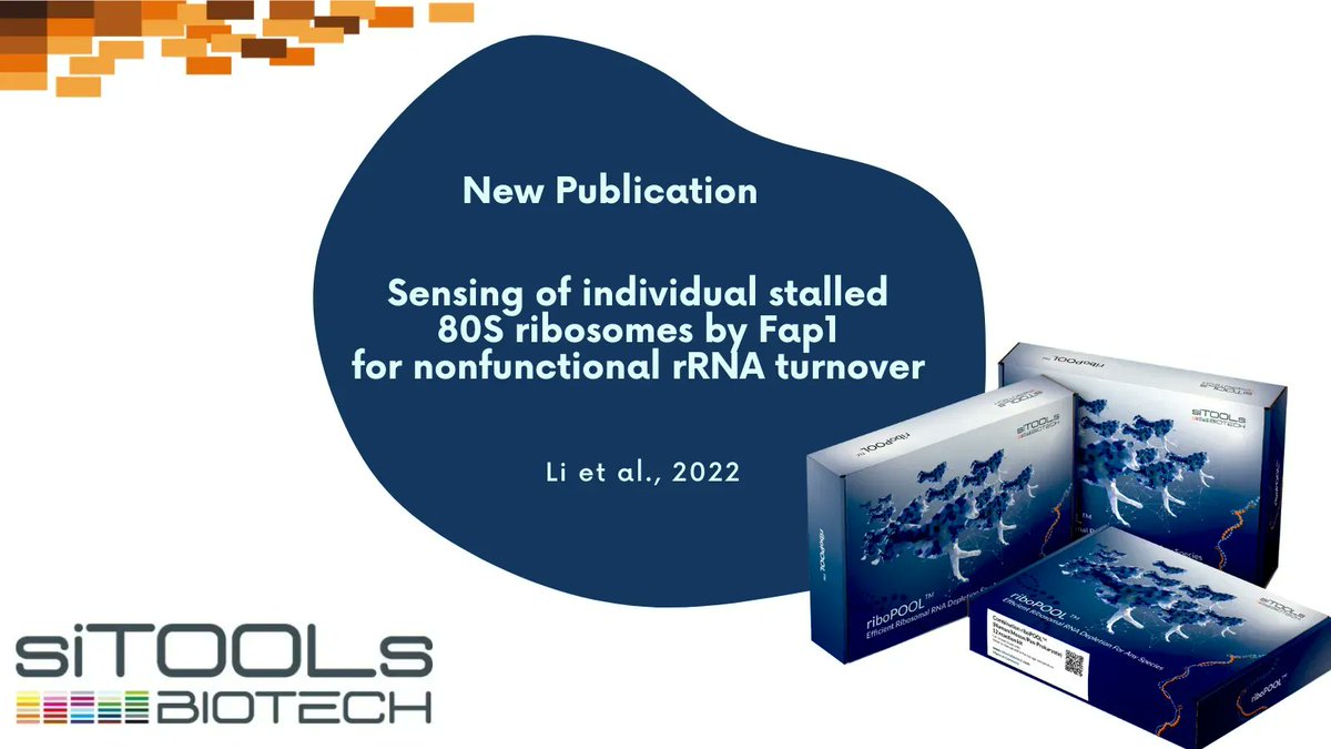 Interesting study on how ribosome stalling is resolved without collisions: buff.ly/3SIkT1X 💢💥. Thank you for using our Saccharomyces cerevisiae #riboPOOL for rRNA depletion! #yeast #RNAreasearch