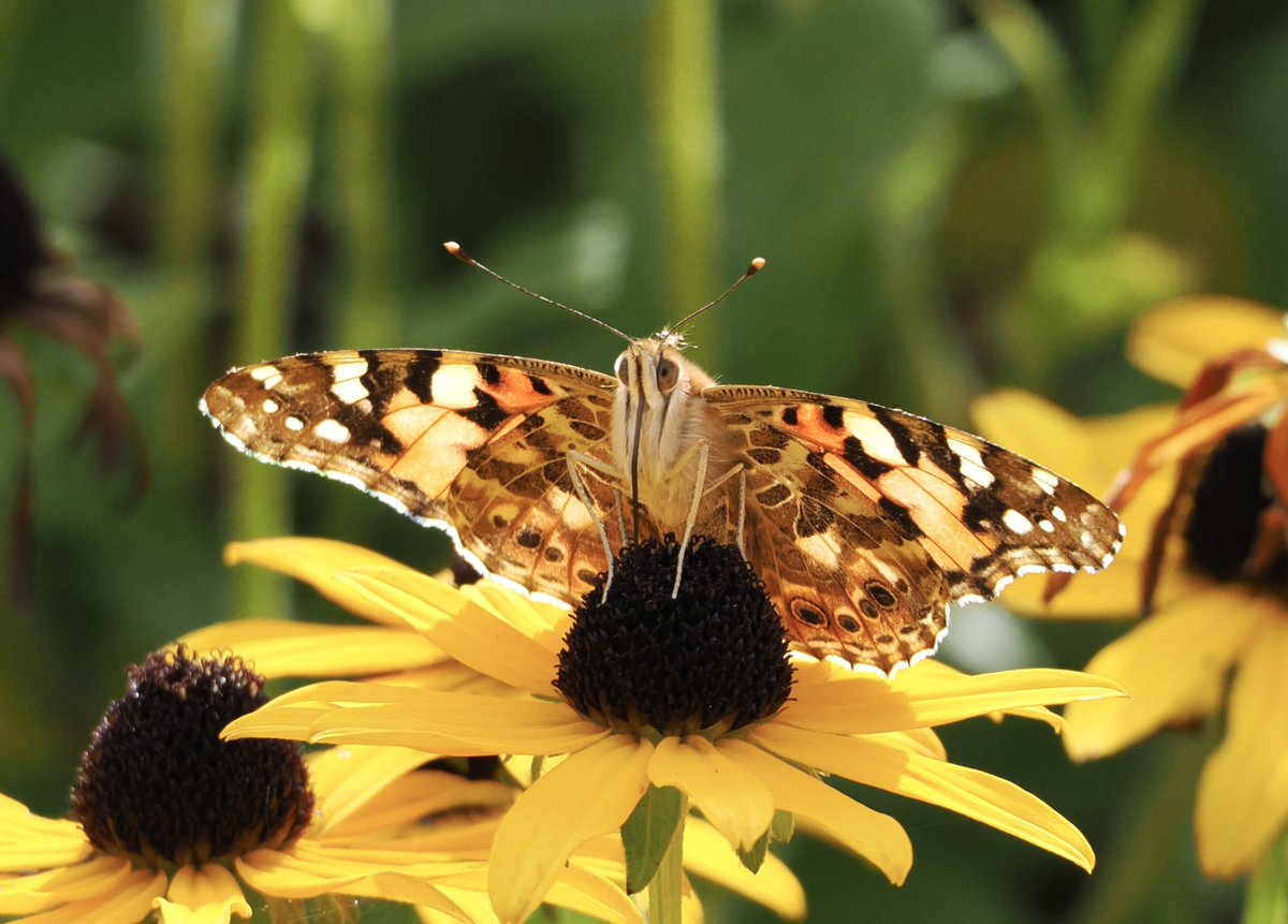 A Painted Lady butterfly on Rudbeckia in the Tresco Abbey Gardens 24.9.22 @MigrantMothUK @insectmigration @ScillyWildlife @Cornwall_BC @savebutterflies