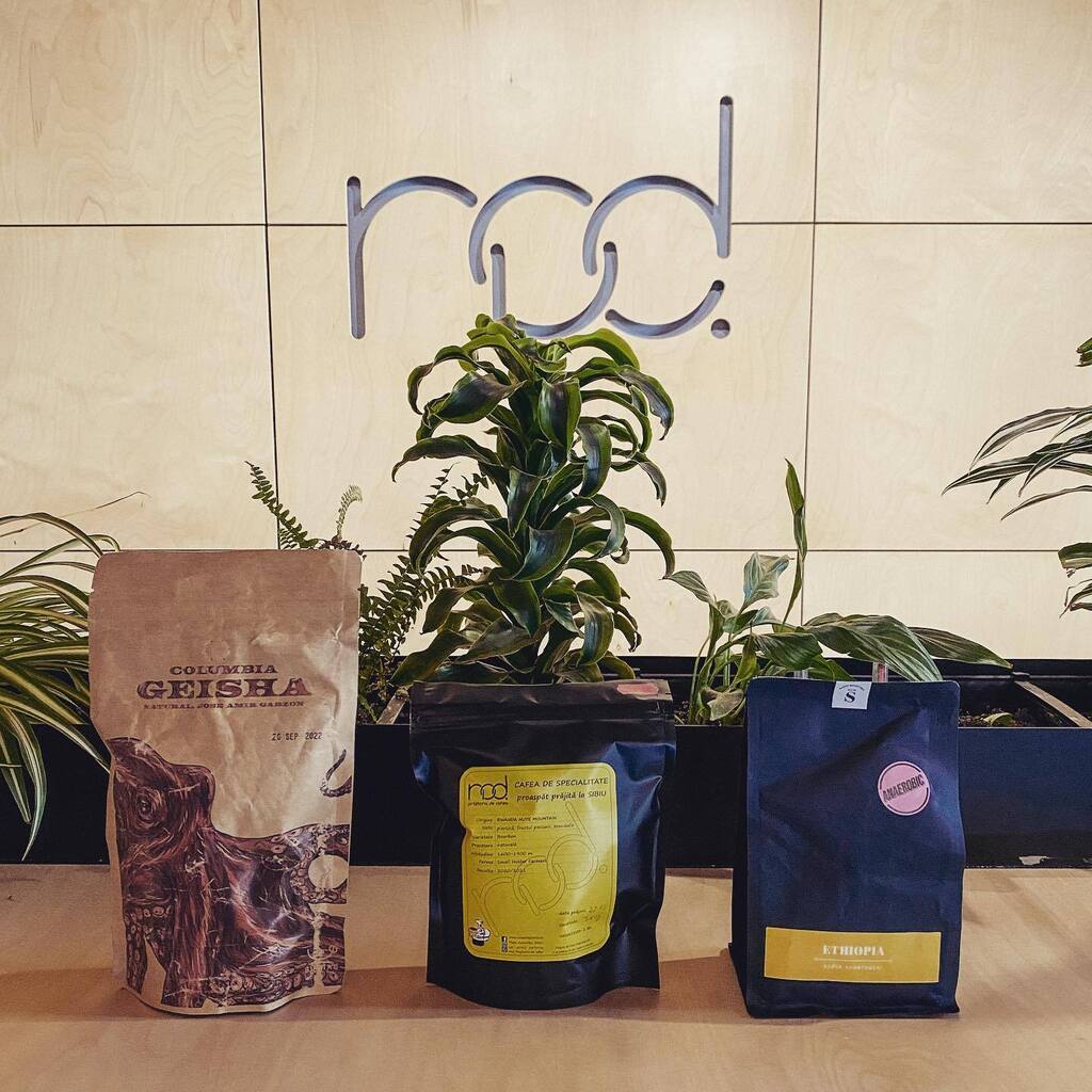 rtud's tweet photo. My three favorite coffee roasteries meet: @saintroastery &amp; @prajitoria_buimac playing on @nodprajitoriadecafea’s turf 🤩
.
☕️ Columbia Geisha by Buimac
☕️ Rwanda Huye Mountain by NOD
☕️ Ethiopia Bensa Shantaweni by Saint Roastery
.
.
#coffee #coffeeroasters #coffeeroastery #e… https://t.co/xy0f56LRW2