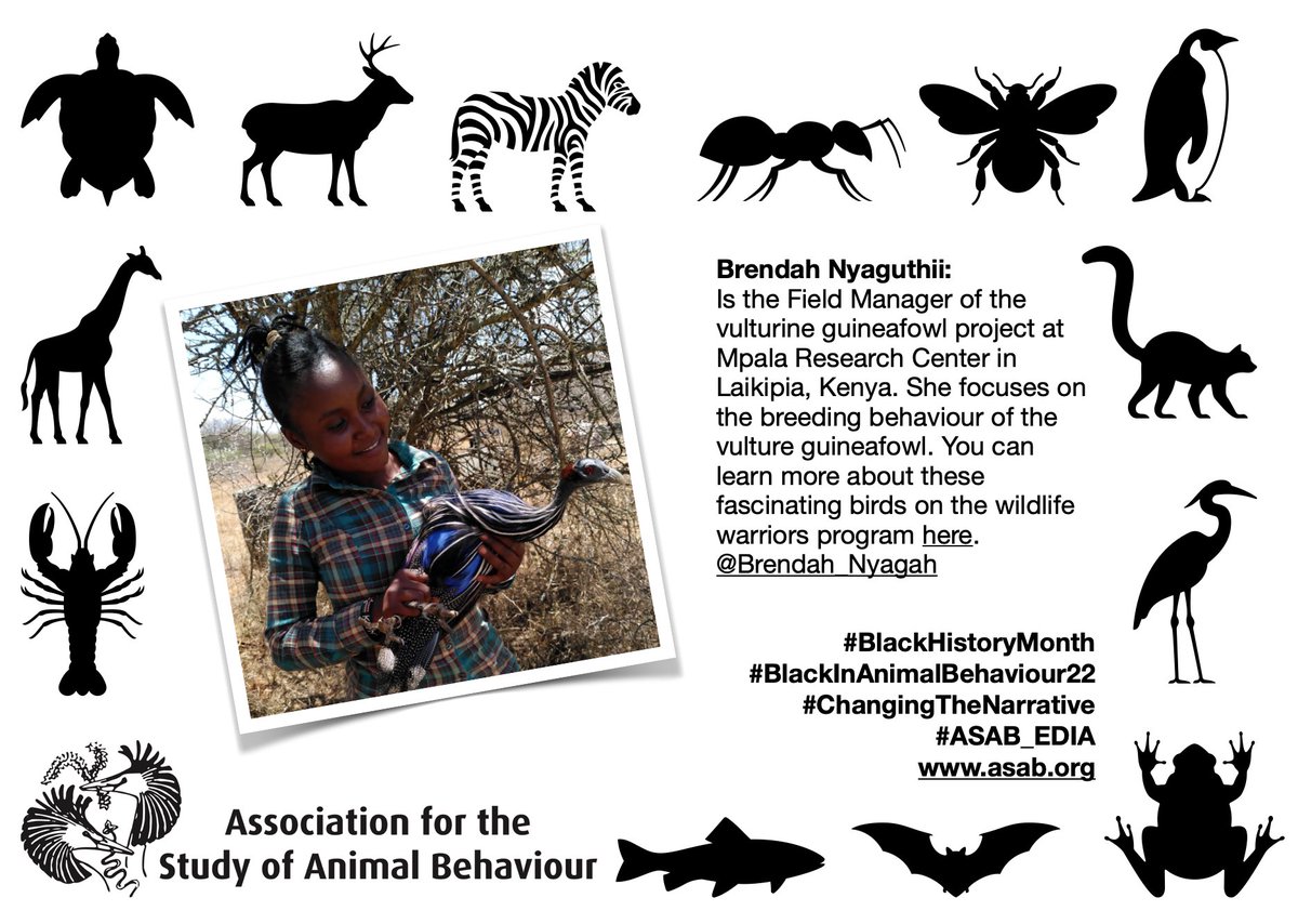asab_org's tweet photo. This is @Brendah_Nyagah you can find out about Brendah and her work in this great programme https://t.co/DA5jVMXG1i for @WildWarriorsTV with @paulakahumbu We are supporting #BlackHistoryMonth by #ChangingTheNarrative  #ASAB_EIDA #BlackInAnimalBehaviour22 https://t.co/bYQEKuxIfU