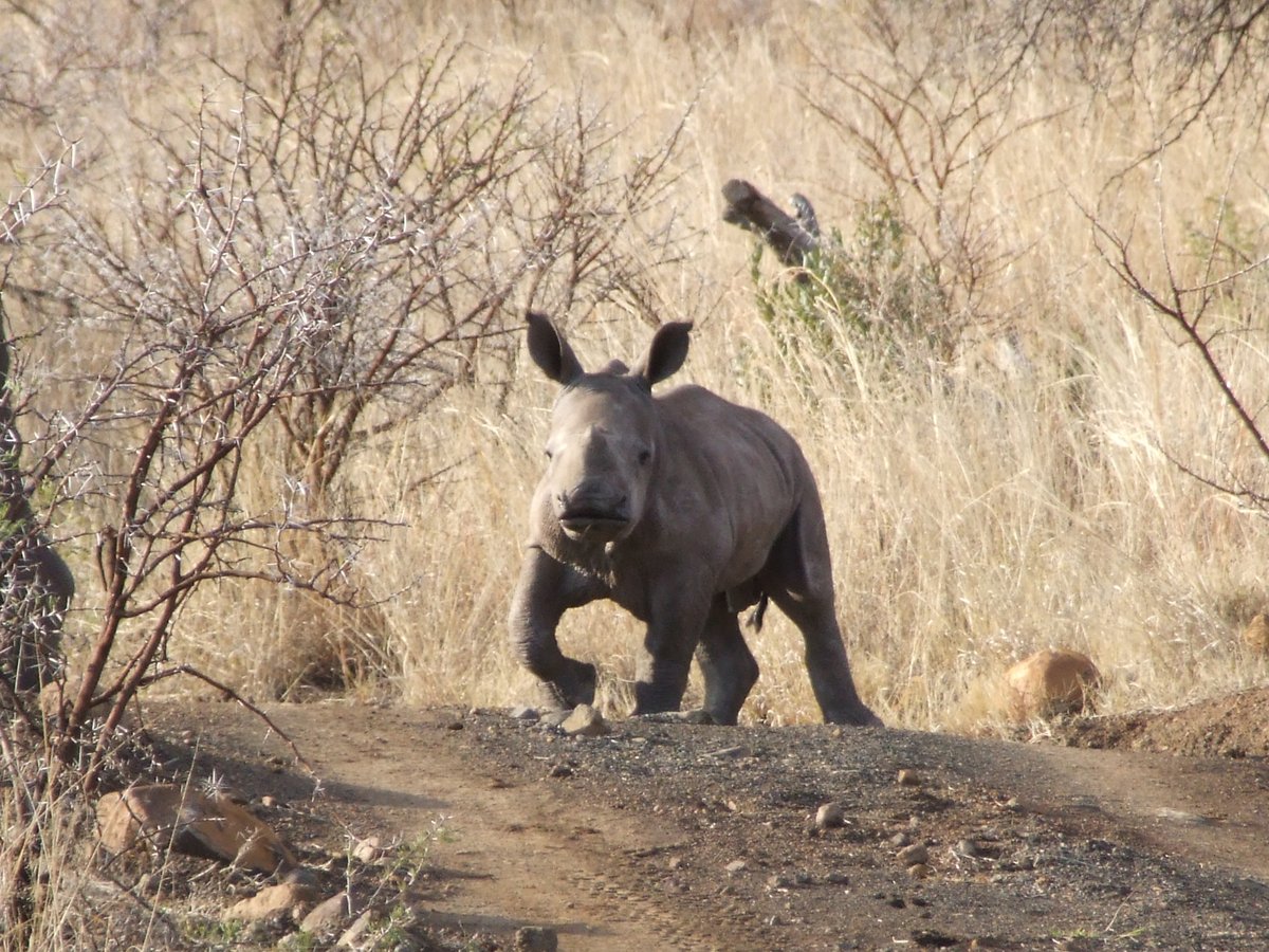 A short #safari story for #RhinoFriday: We paused as a #Rhino headed towards the road giving her distance. From almost between her legs a calf appeared. The calf grew in confidence in minutes. Experiences like this bring nothing but smiles & hope #wildlife #Travel #SouthAfrica