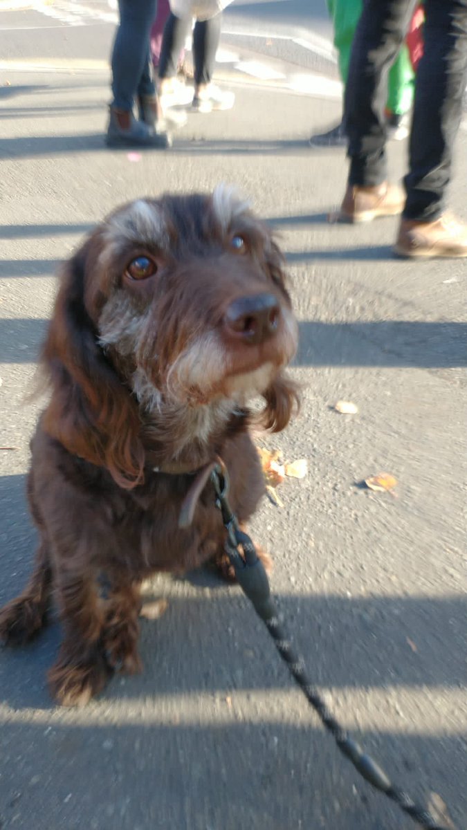 UCU_COBC's tweet photo. Back out again today. It’s a family affair on our picket lines. #PetsOnPickets #RepectFe https://t.co/kc6Nuoj8tj