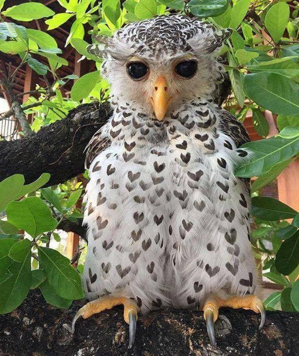 Daily Owls tweet media
