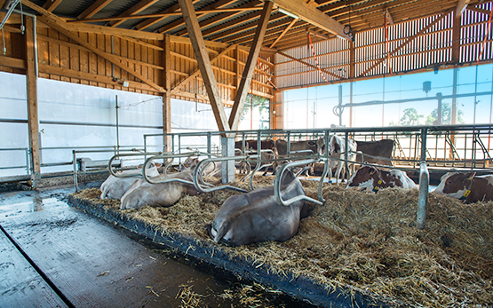 agroscope's tweet image. Grâce au site de #Tänikon, Agroscope est bien ancré dans le canton de #Thurgovie et cela restera le cas dans le futur. En prolongeant leur contrat jusqu’en 2031, Agroscope et le canton de Thurgovie ont pérennisé leur collaboration sur place. 

🚜 bit.ly/3T1SLq5