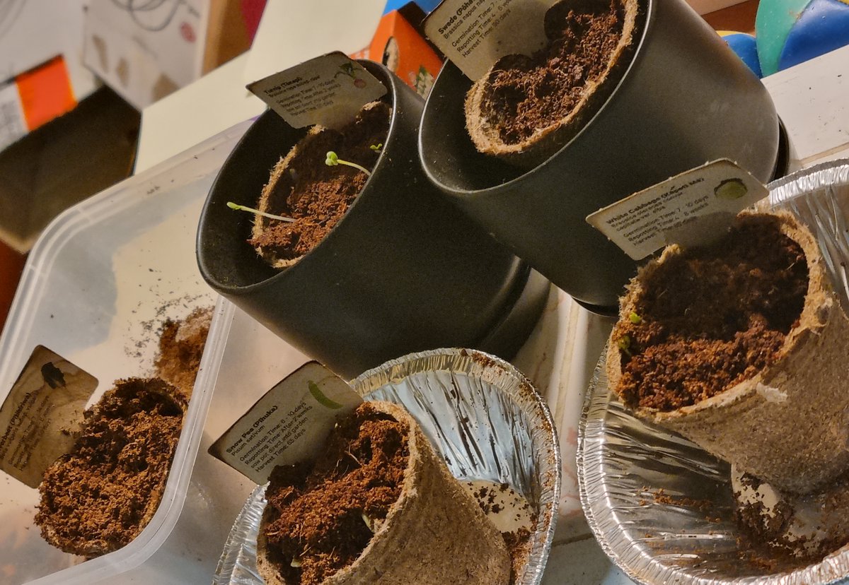 katzemccarthy's tweet photo. #updates on my #newworld #littlegarden Some new sprouts for #turnip #snowpea #whitecabbage but nothing from #swede My #silverbeet I think is a #dud as still #nothing #katmccarthy #katzemccarthy #greenfingers https://t.co/tT8Lv2AihI