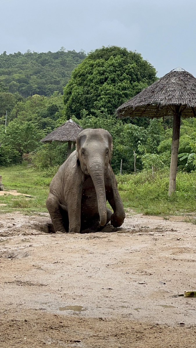 SamuiHaven's tweet photo. Happy day happy life 💕🐘
#samuielephanthaven #kohsamui #thailand #happy #elephant #animal https://t.co/NRxtRvZ87j